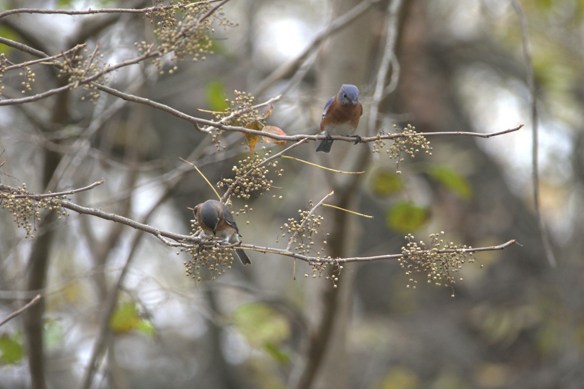 Eastern Bluebird - ML646857854