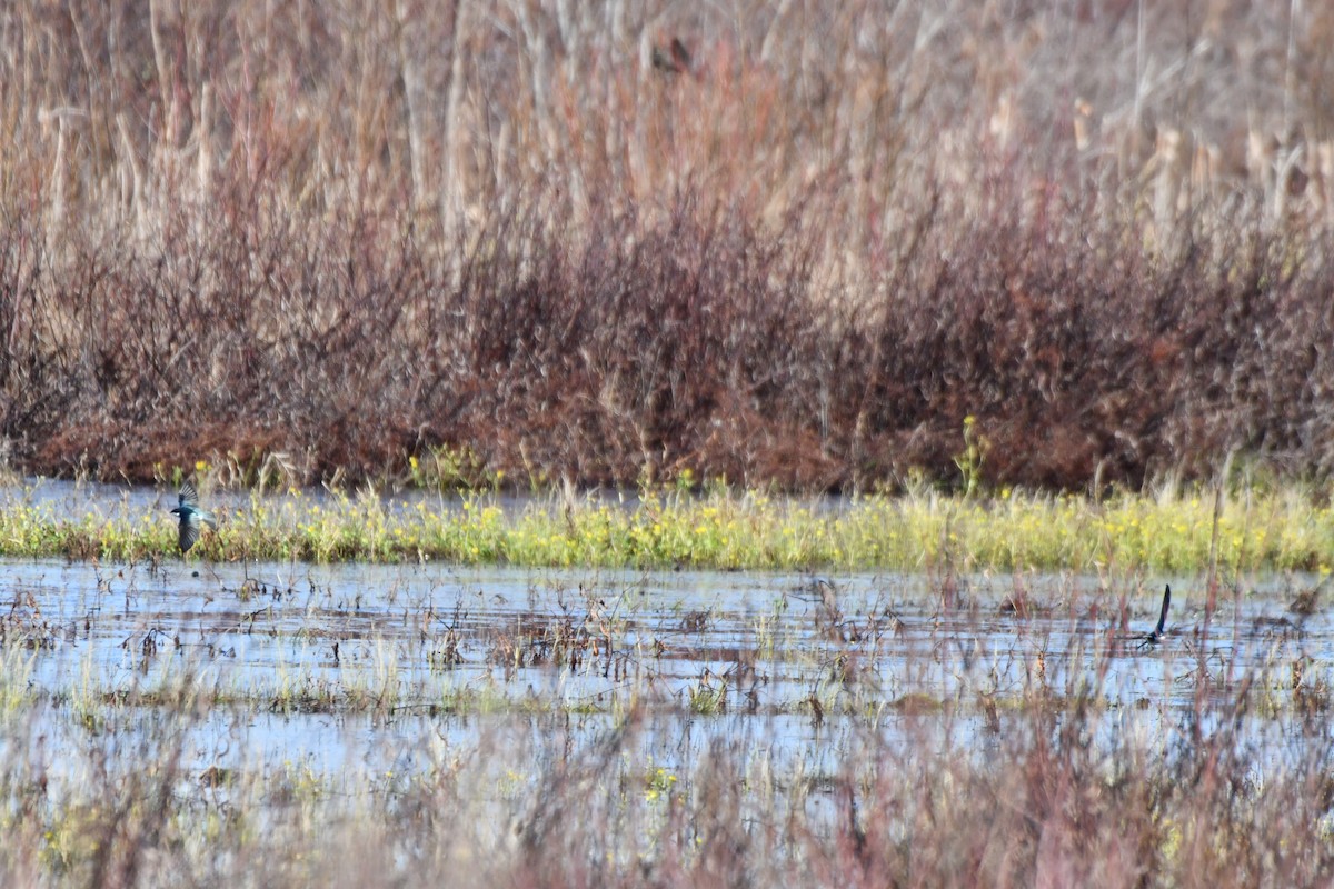 Tree Swallow - ML646857858