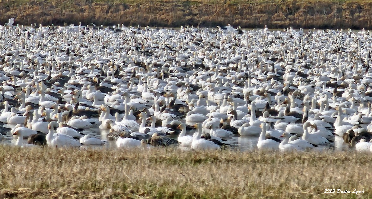 Гуска біла - ML646857860