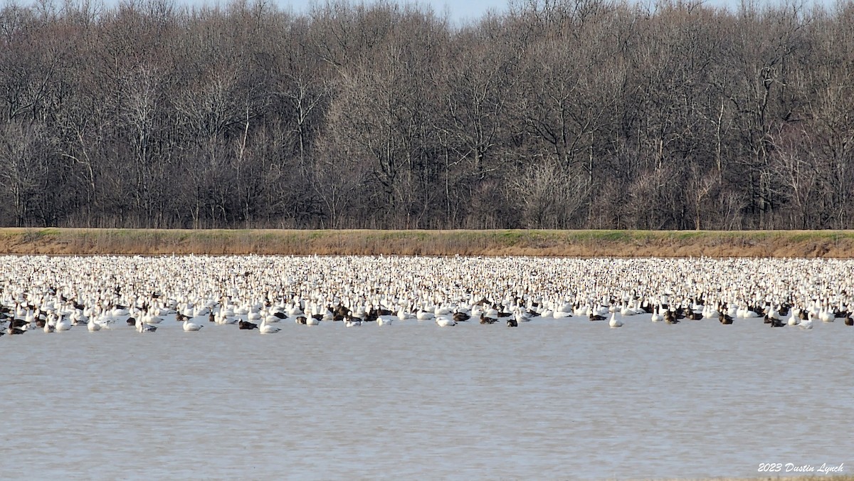 Гуска біла - ML646857861