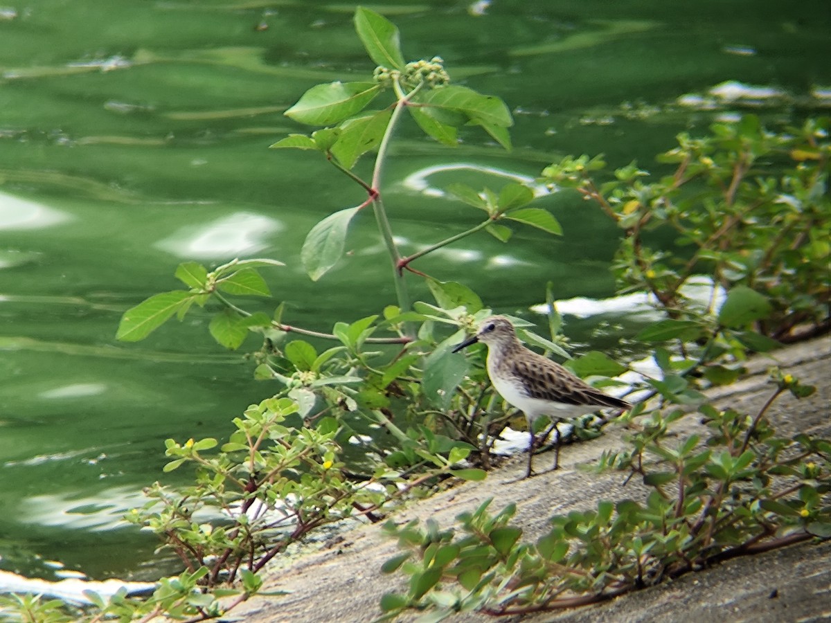 Least Sandpiper - ML646857862