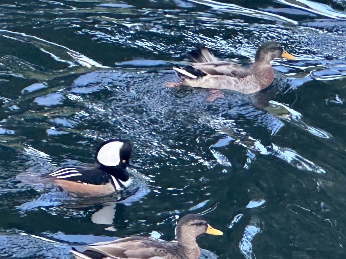 Mallard - ML646857865