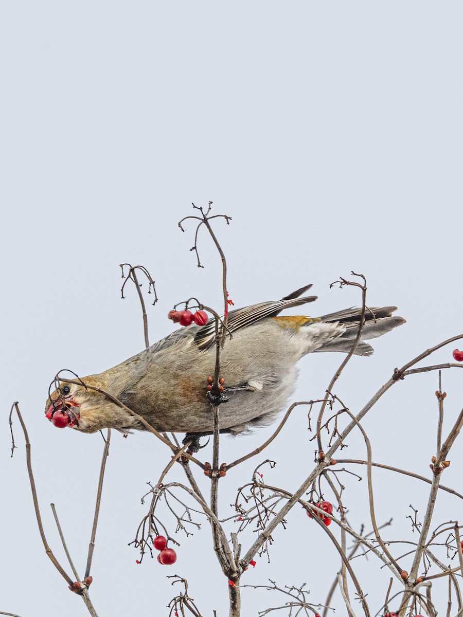 Pinu-gailupa - ML646857868