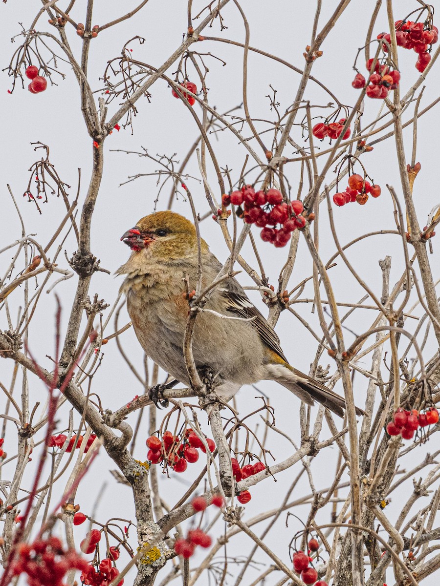 Pinu-gailupa - ML646857869