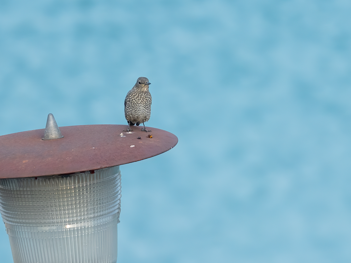 Синий каменный дрозд - ML646857871