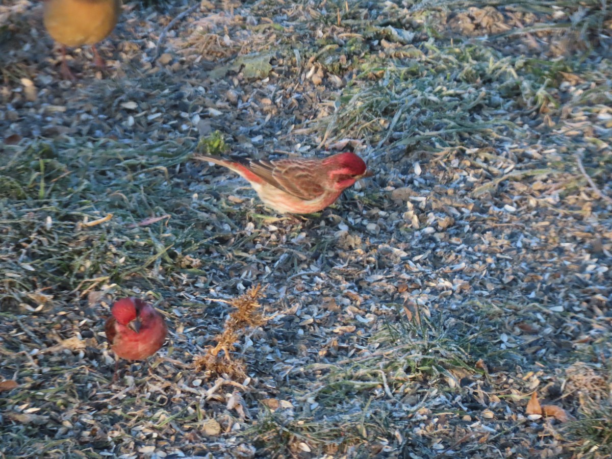 Чечевиця кармінова - ML646857873