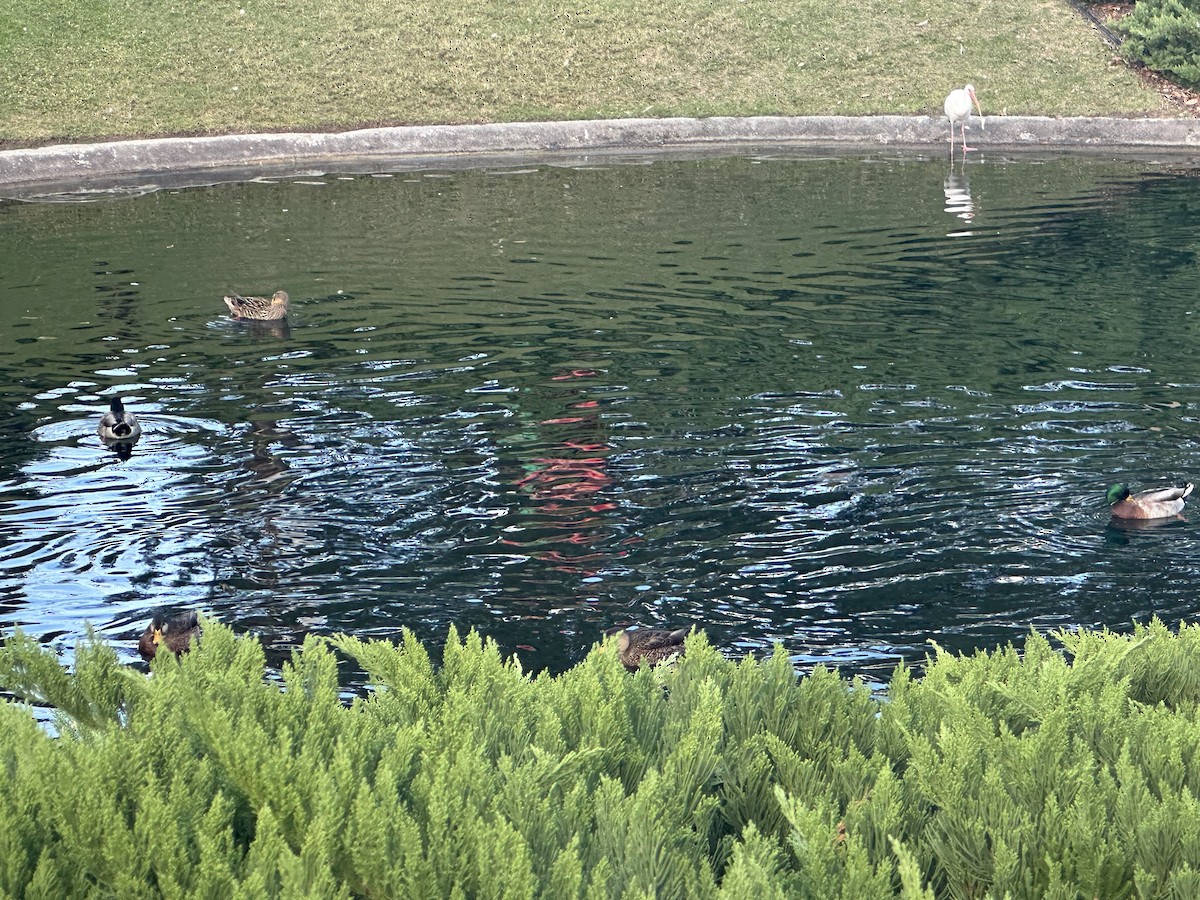 Mallard - ML646857875