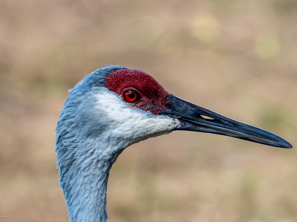 Kurrilo kanadarra - ML646857880