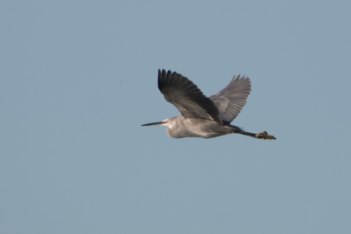 Little Egret x Western Reef-Heron (hybrid) - ML646857881