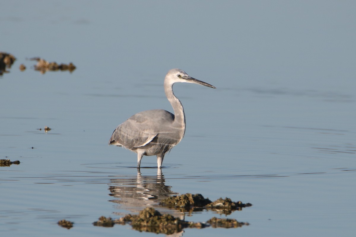 Little Egret x Western Reef-Heron (hybrid) - ML646857882