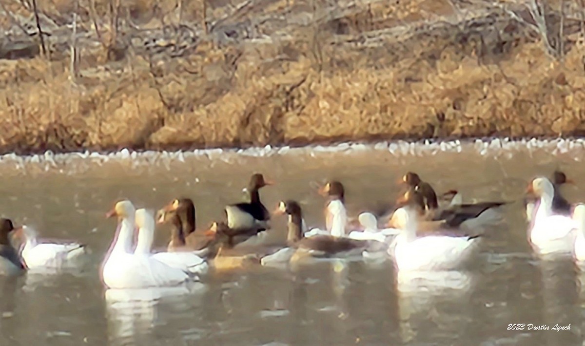 Гуска білолоба - ML646857883