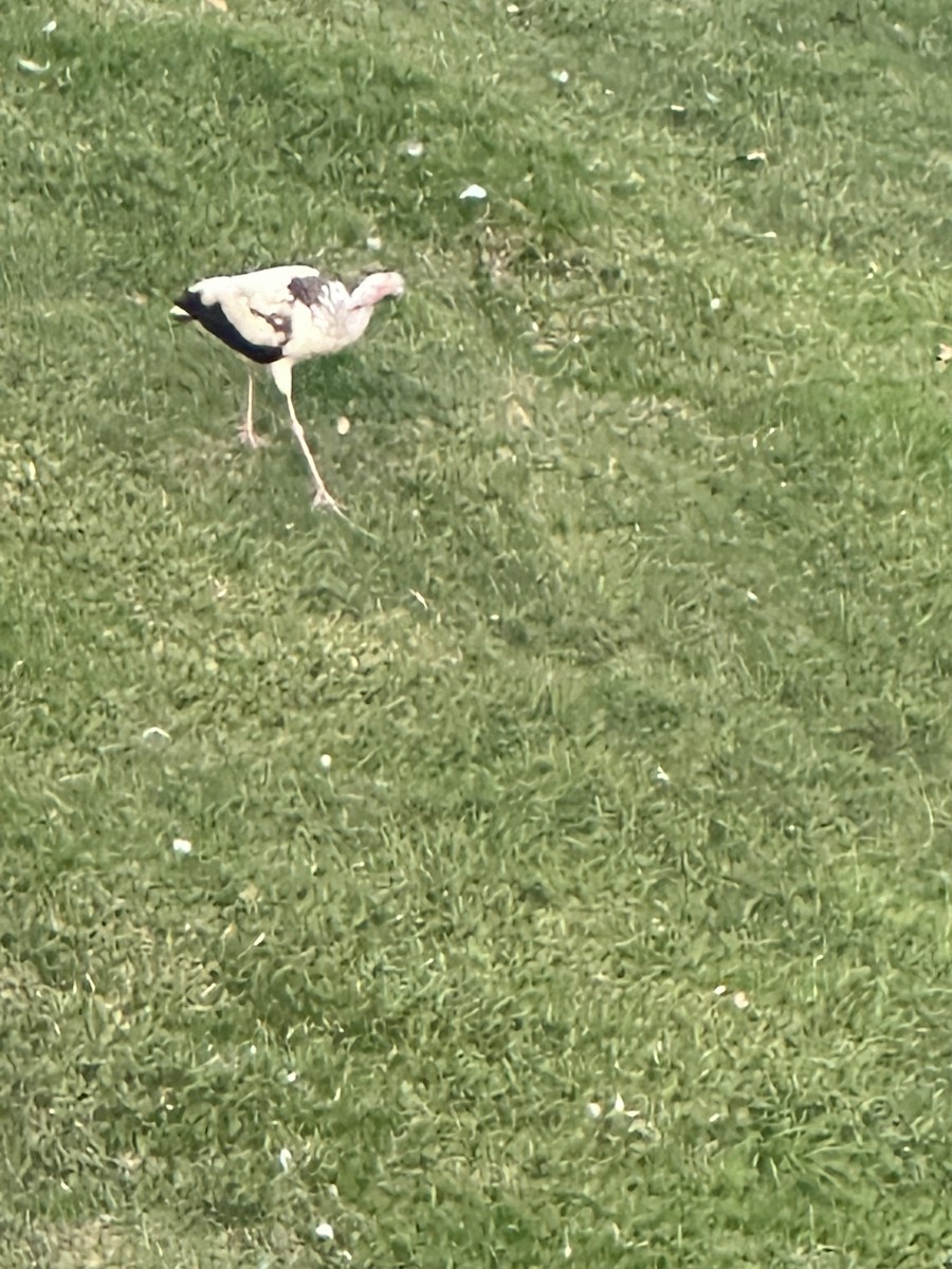 White Ibis - ML646857887