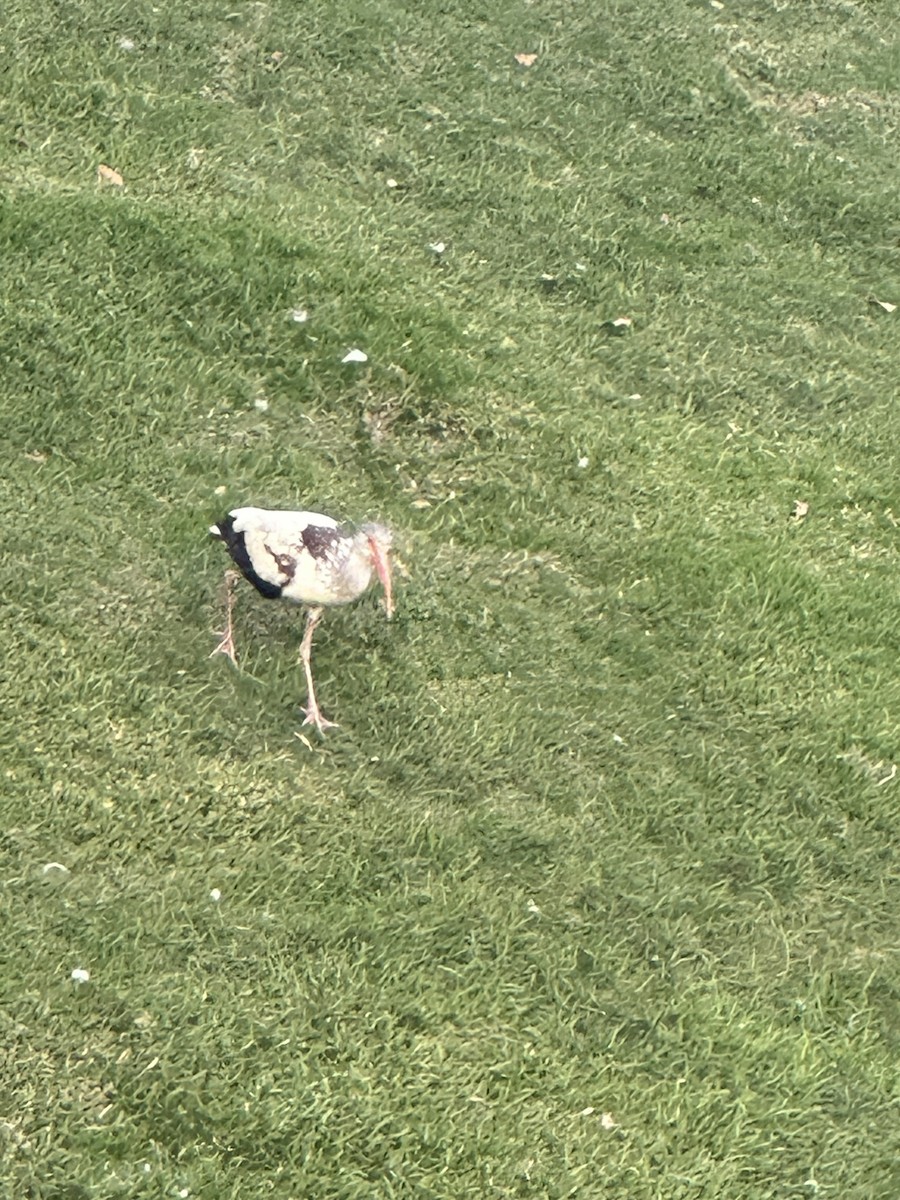 White Ibis - ML646857888