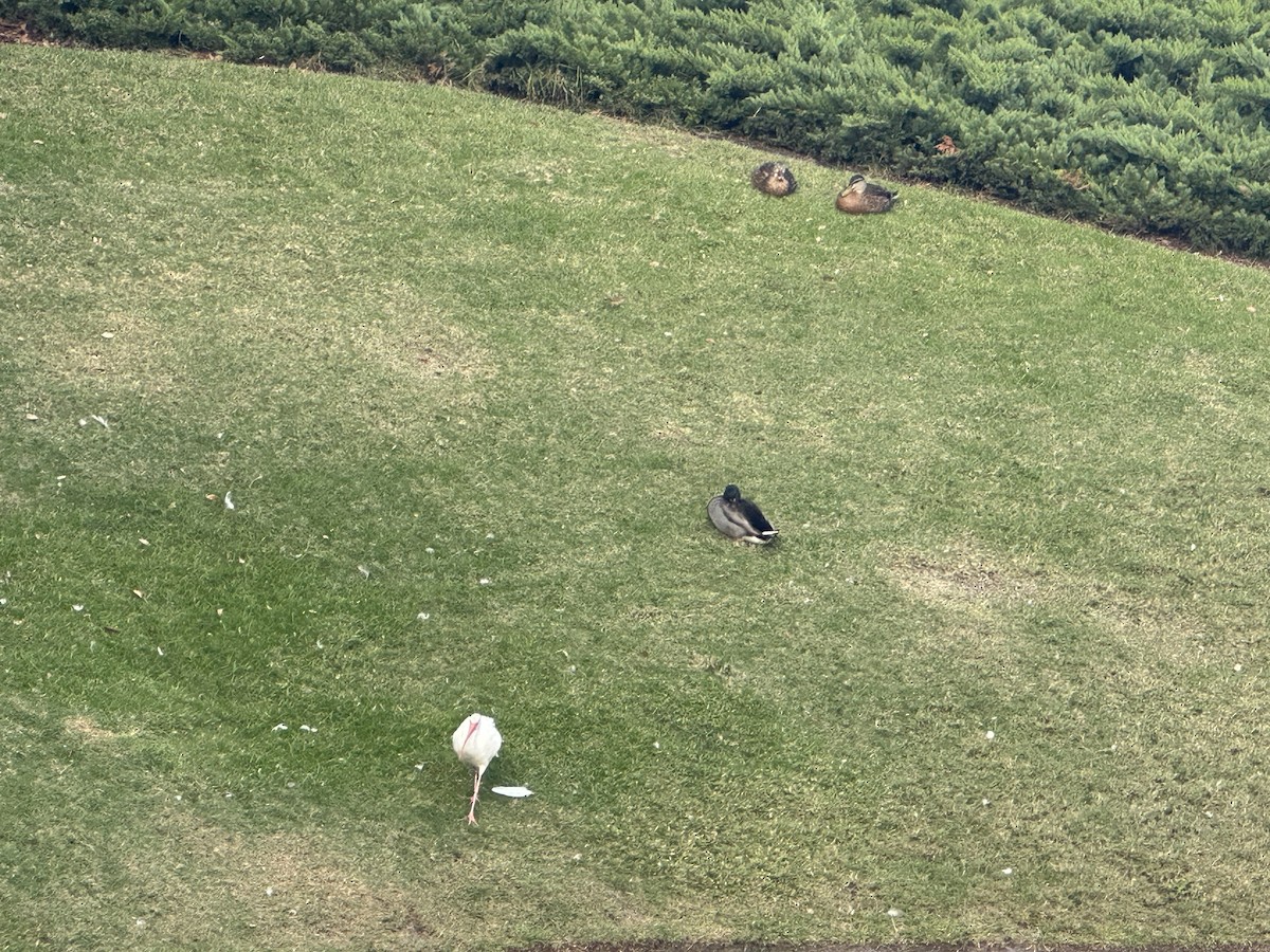 Corocoro Blanco - ML646857890