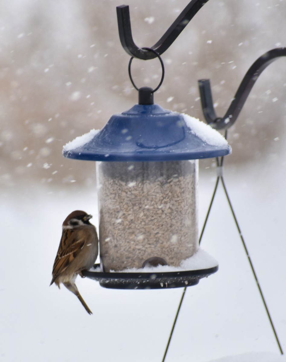 Gorrión Molinero - ML646857893