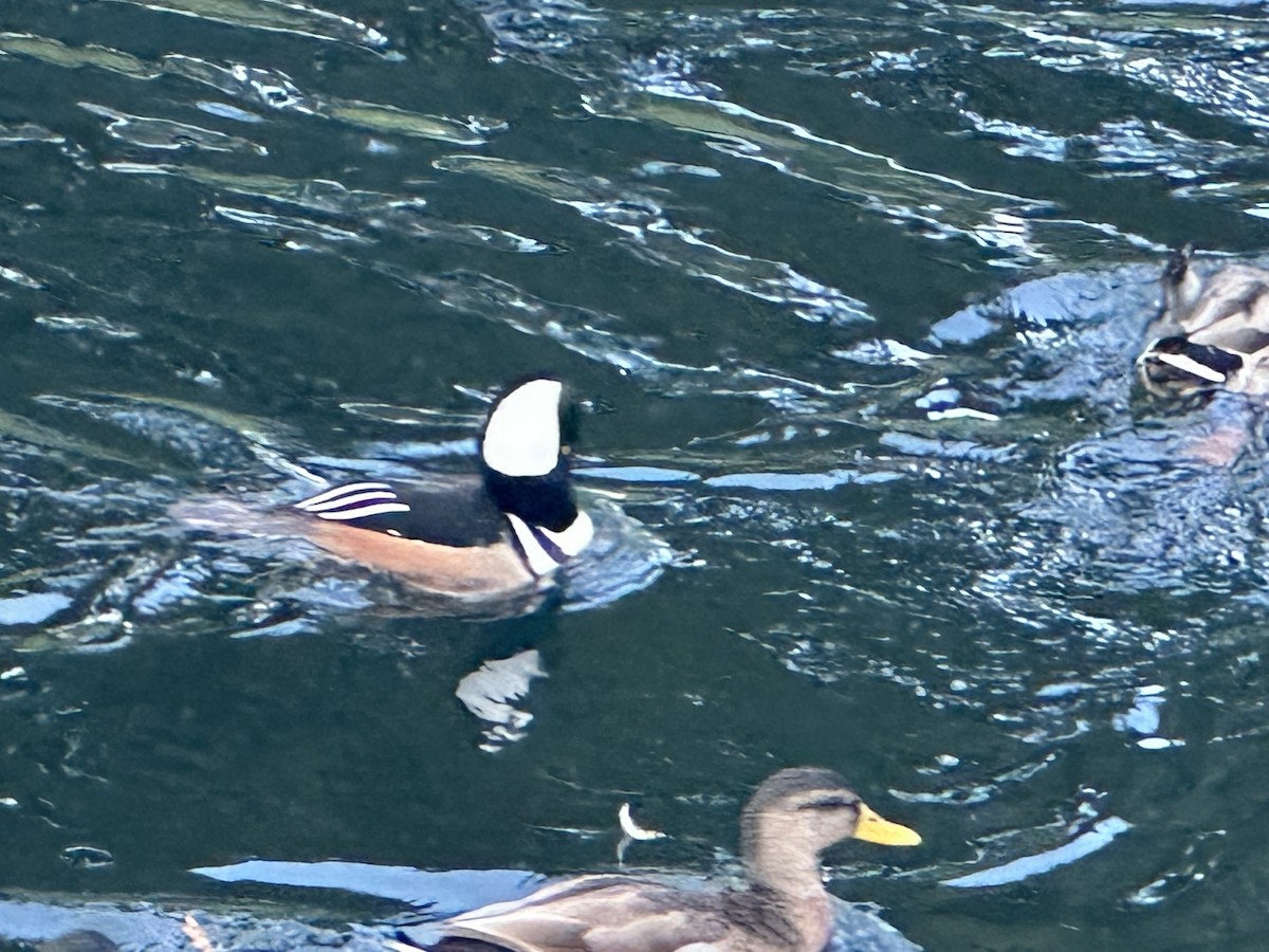 Serreta Capuchona - ML646857897