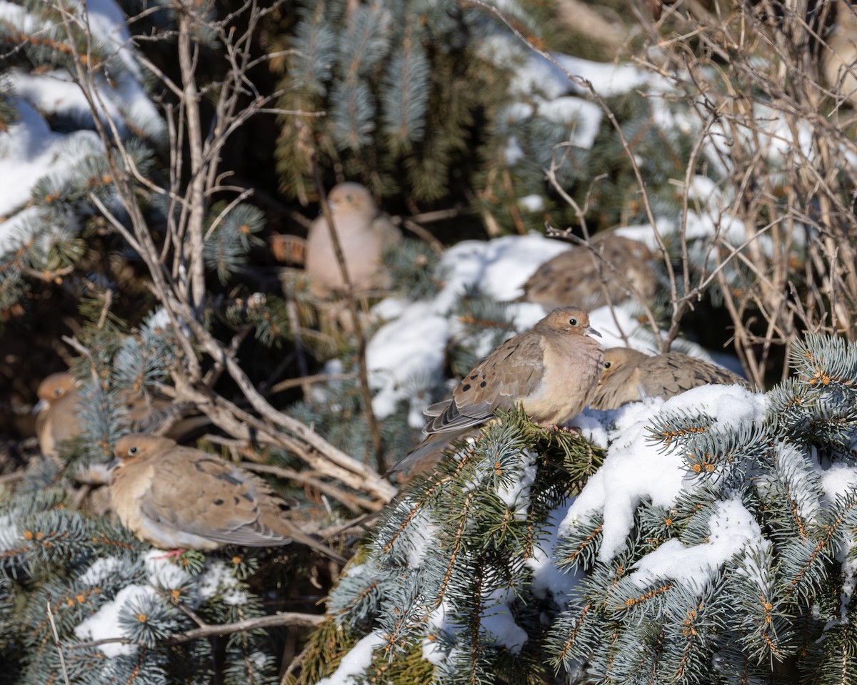 Mourning Dove - ML646857898