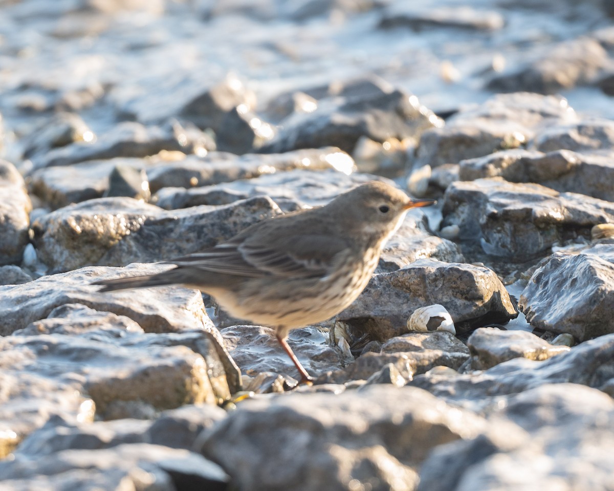 American Pipit - ML646857902
