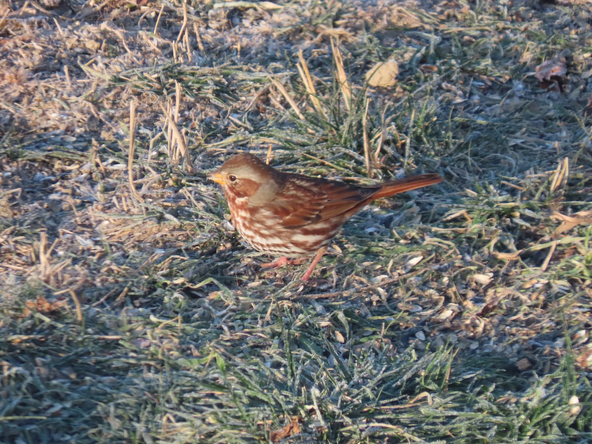Fox Sparrow - ML646857904