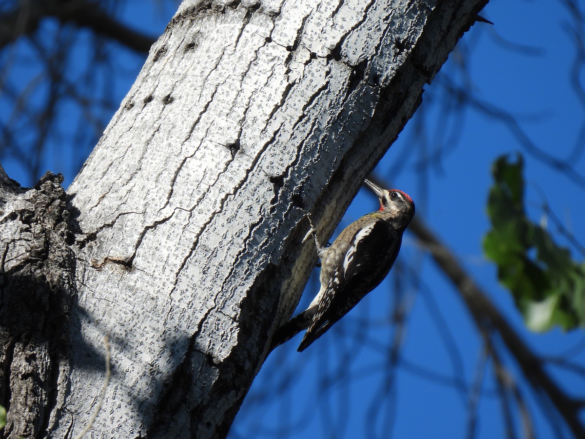Дятел-смоктун білочеревий - ML646857908