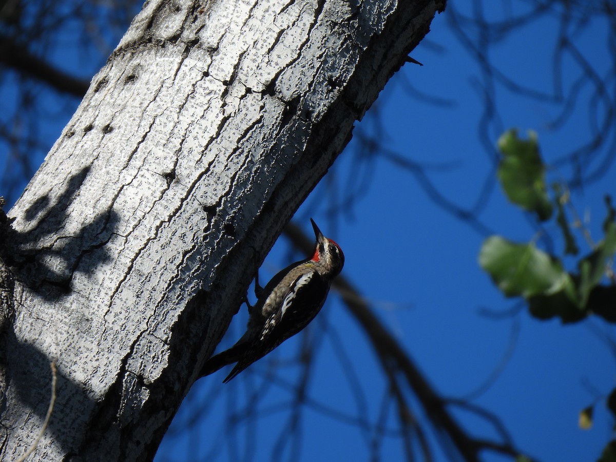 Дятел-смоктун білочеревий - ML646857909