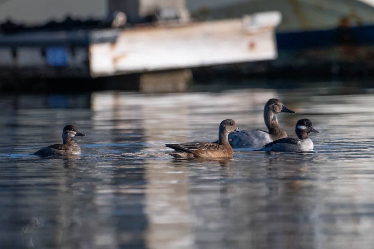 Canvasback - ML646857911