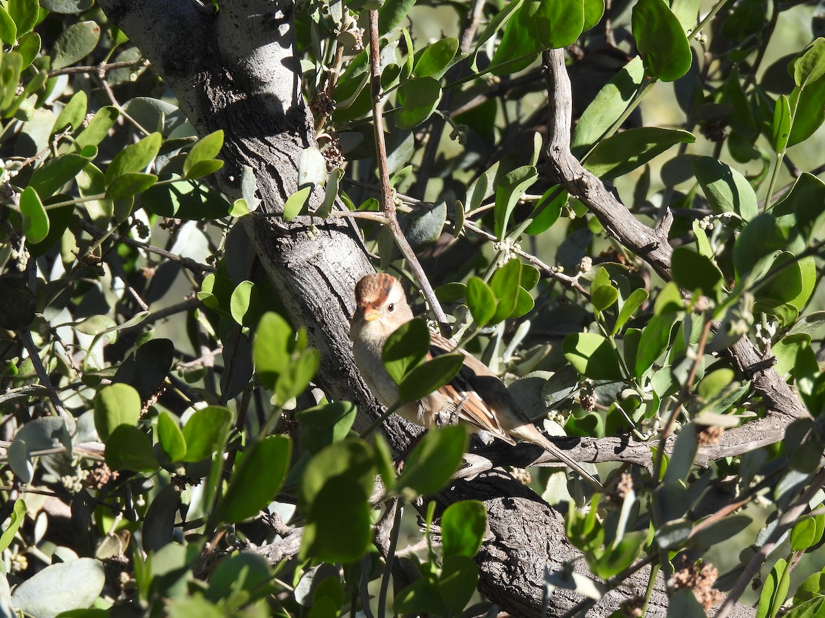 Dachsammer - ML646857916