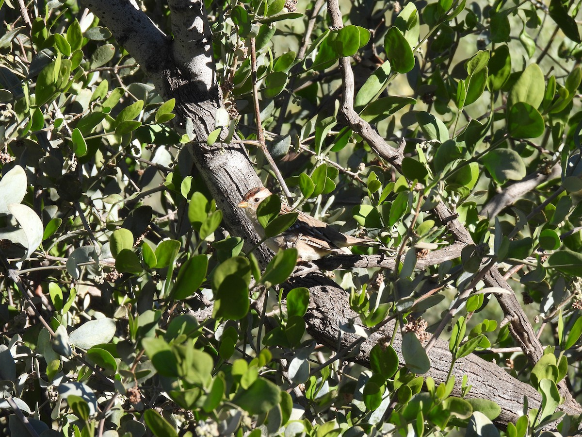 Dachsammer - ML646857917