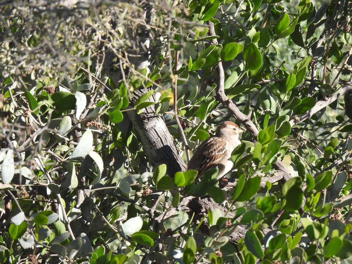 Dachsammer - ML646857918