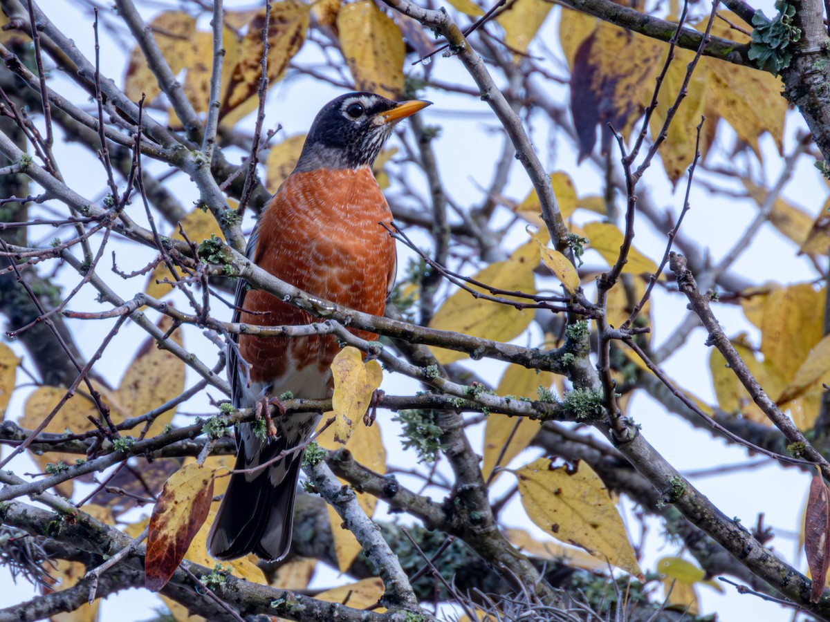 American Robin - ML646857919