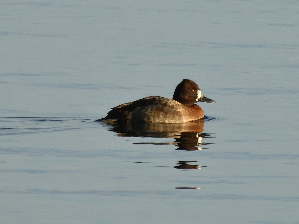 コスズガモ - ML646857921