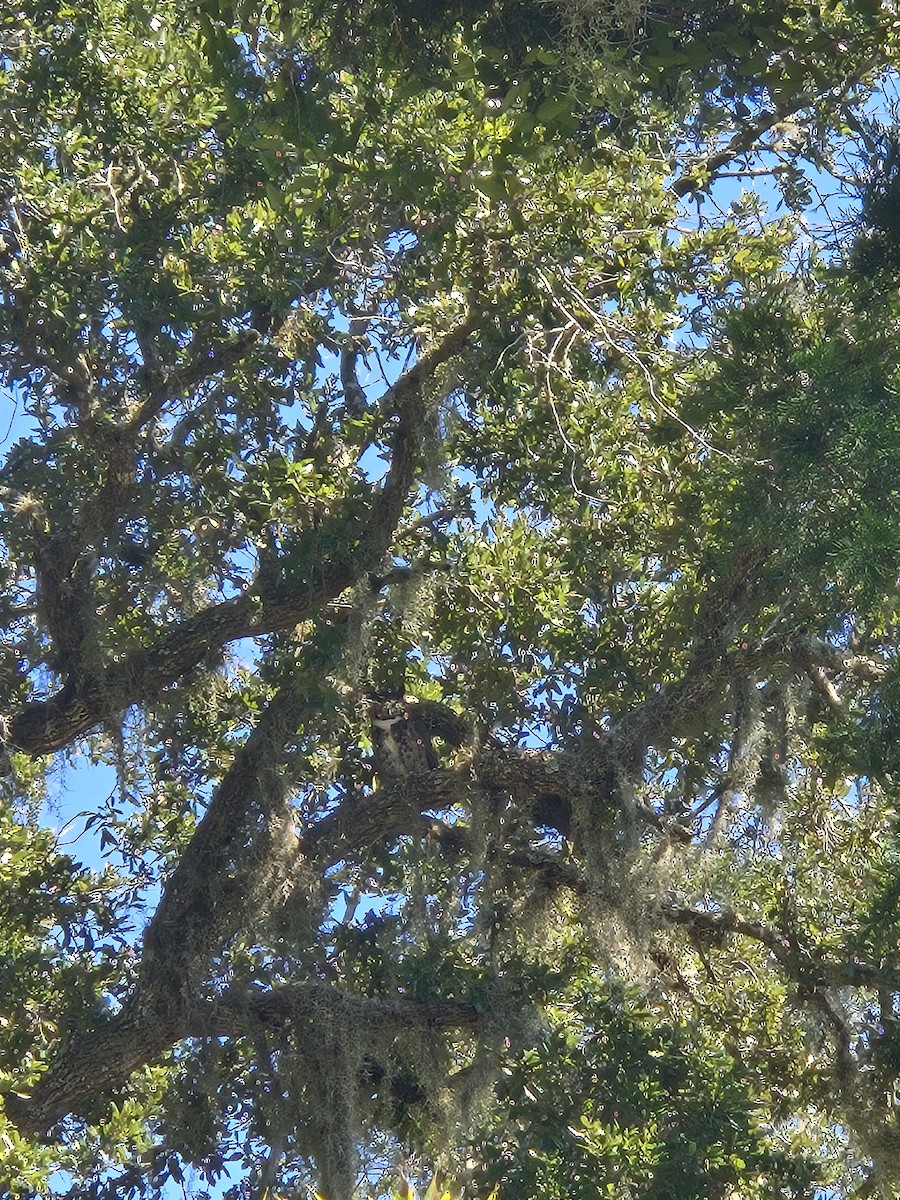 Great Horned Owl - ML646857925