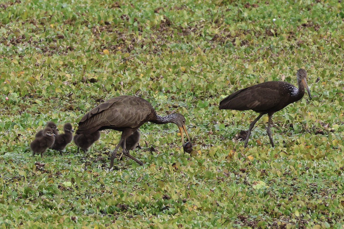 Limpkin - ML646857926