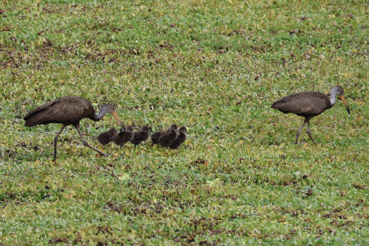 Limpkin - ML646857927