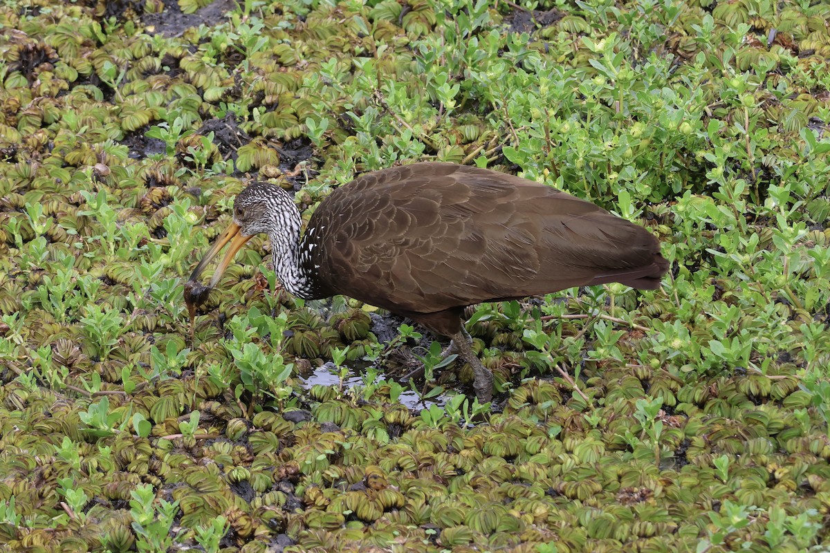 Limpkin - ML646857928