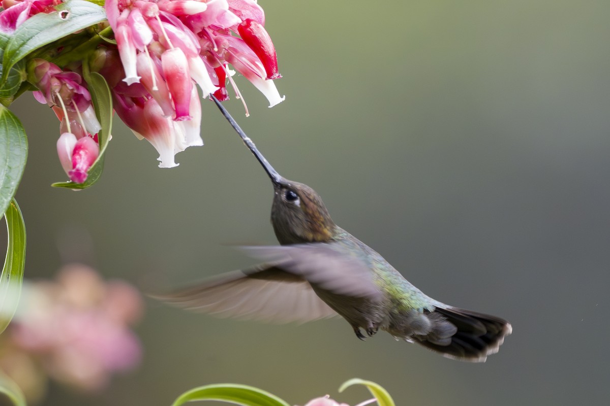 Green-fronted Lancebill - ML646857931