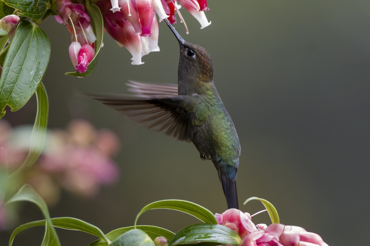 Green-fronted Lancebill - ML646857932