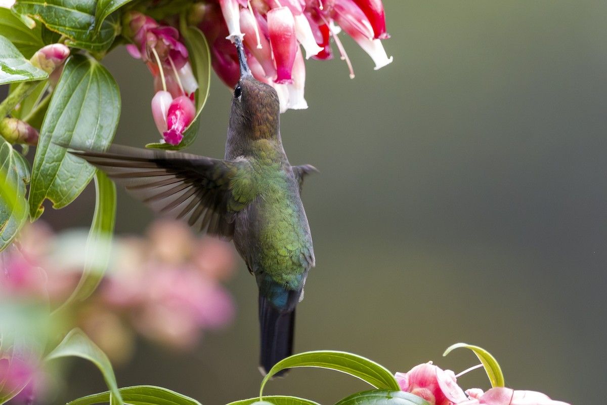 Green-fronted Lancebill - ML646857933