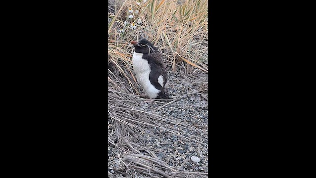 Western Rockhopper Penguin - ML646857936