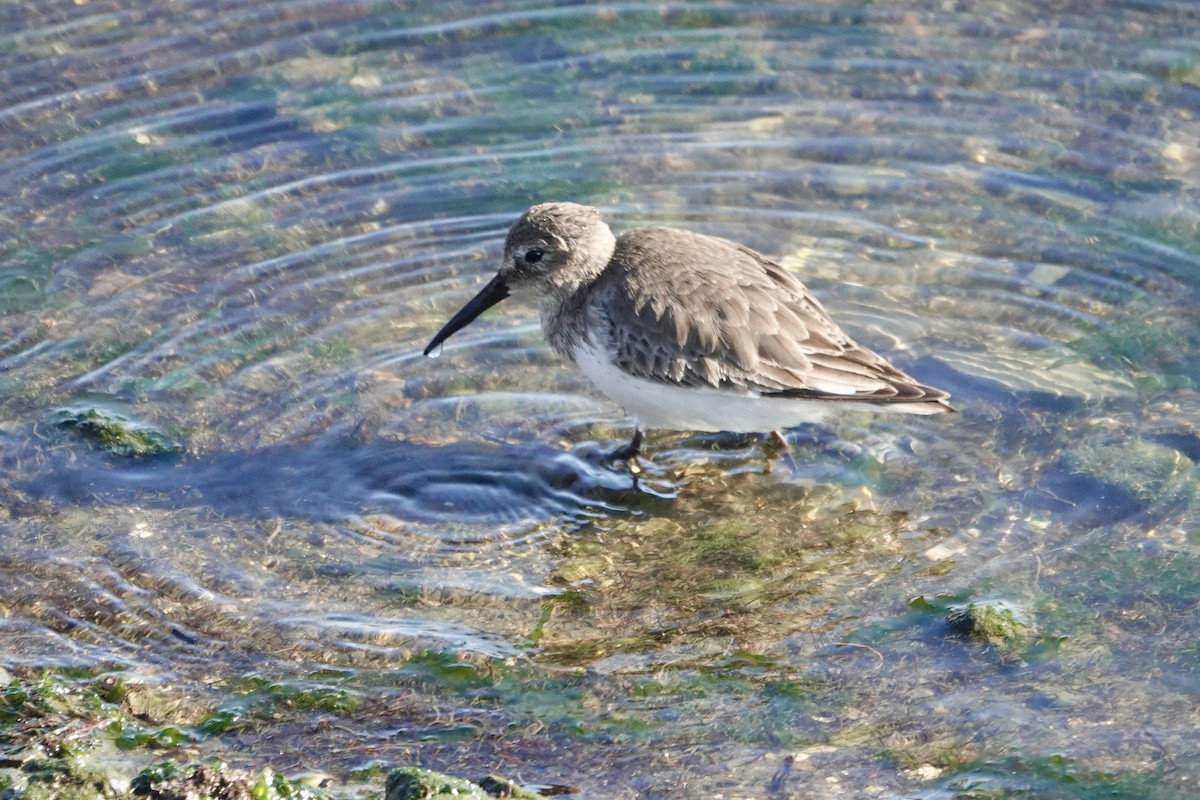Dunlin - ML646857937