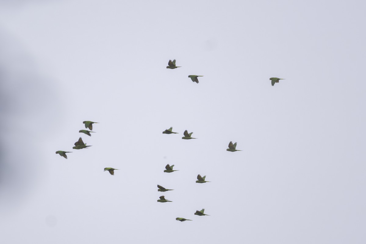 Crimson-fronted Parakeet - ML646857939