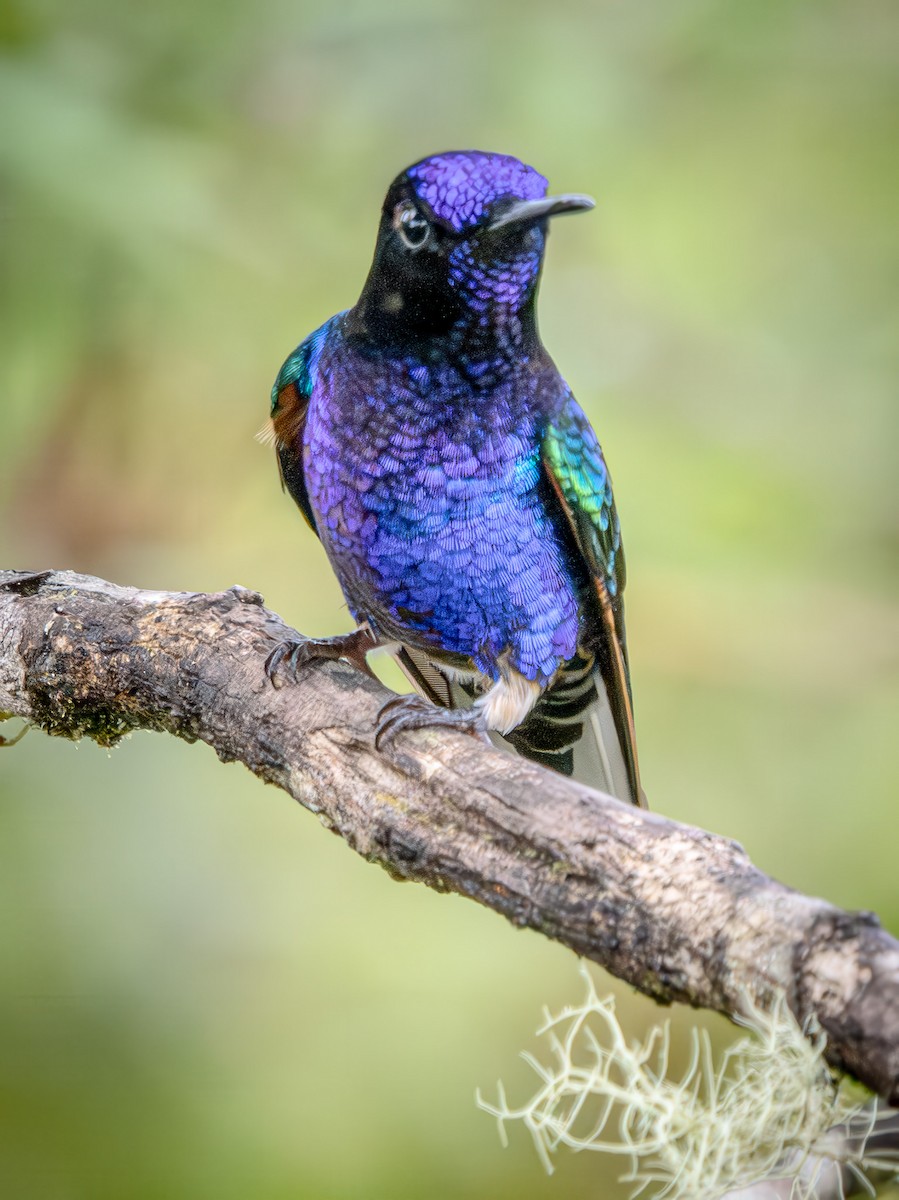 Velvet-purple Coronet - ML646857940