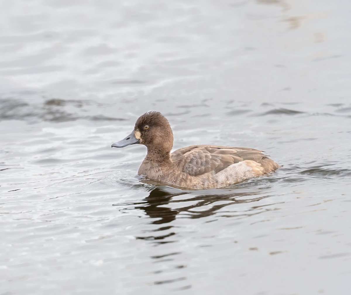 コスズガモ - ML646857943