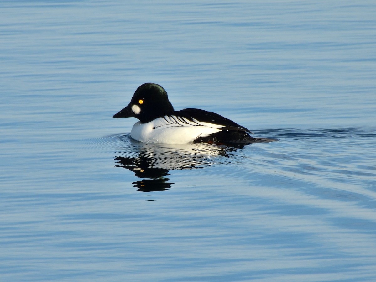 Common Goldeneye - ML646857944