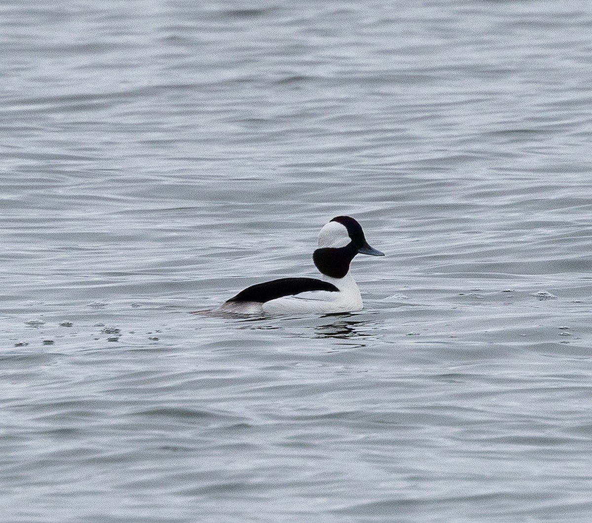 Bufflehead - ML646857945