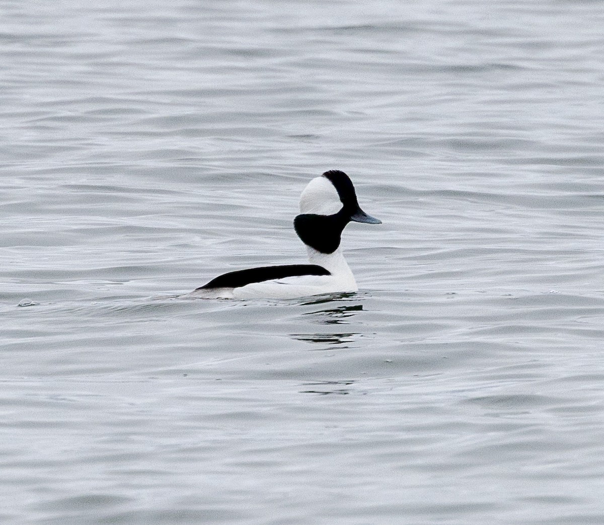 Bufflehead - ML646857946