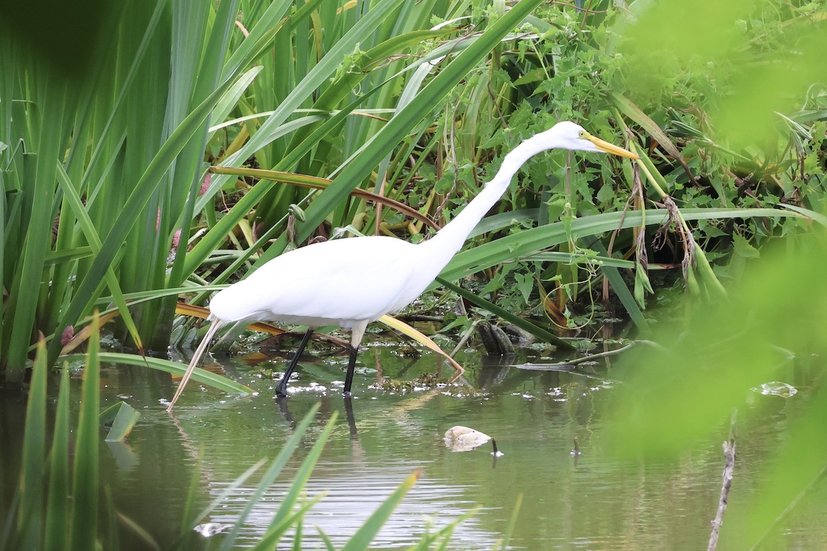Great Egret - ML646857947