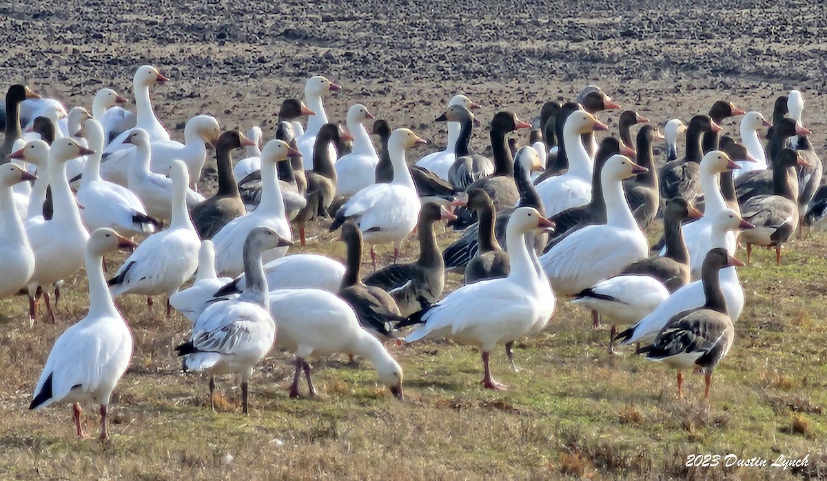 Гуска біла - ML646857948