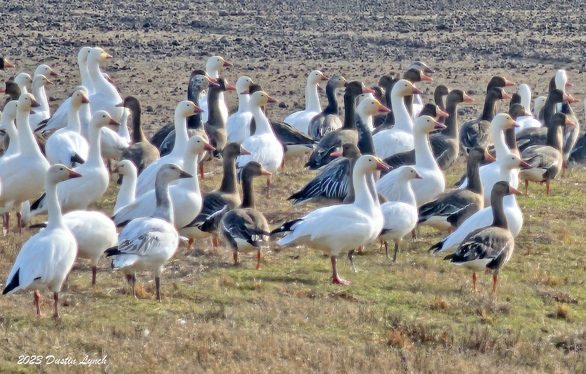 Гуска біла - ML646857949