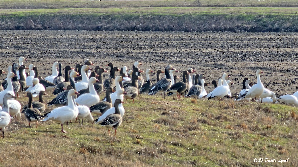 Гуска біла - ML646857950